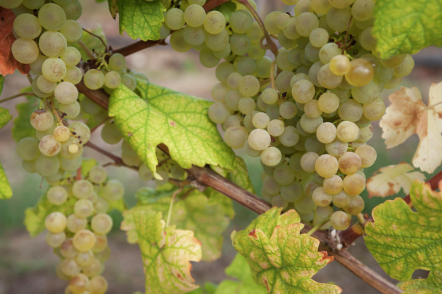 Cluster of Grapes Muller Thurgau 1 Photograph by Jenny Rainbow