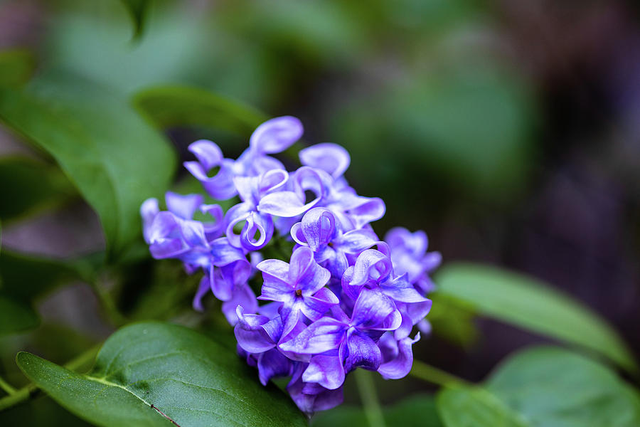 Cluster Of Lilac Flowers Photograph