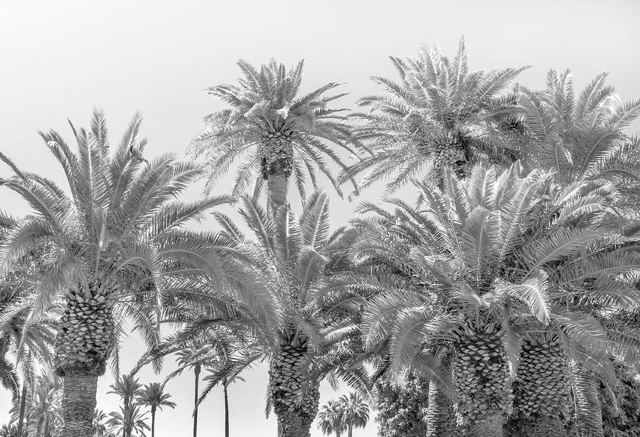 Cluster Of Palm Trees Photograph