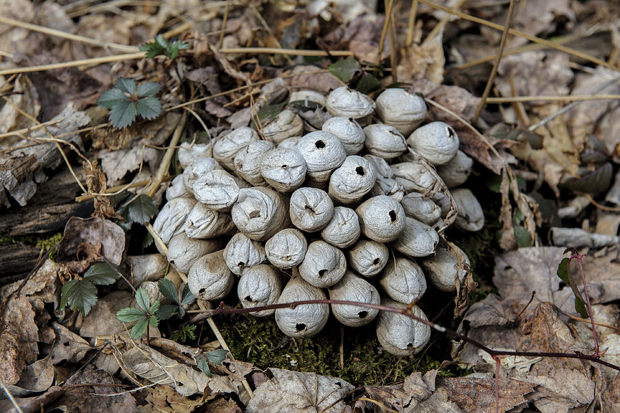 Cluster of small puffballs after rupturing and expelling spores Photograph by Sheldon Levis