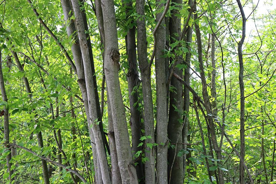 cluster-of-trees-in-the-forest-photograph-by-kayla-humphreys-fine-art