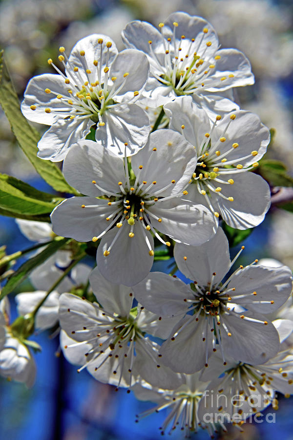 Cluster Of White Cherry Blossoms Photograph