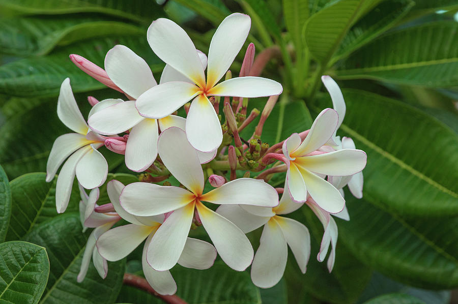 Cluster of White Hawaiian Plumerias in a Tree Photograph by C Raye ...