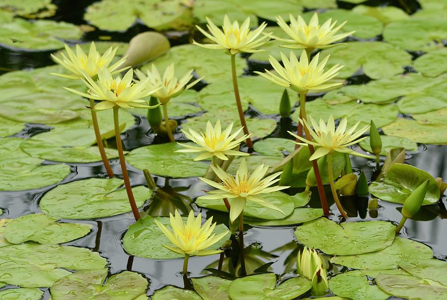 Cluster of Yellow Waterlilies Photograph by Richard Bryce and Family