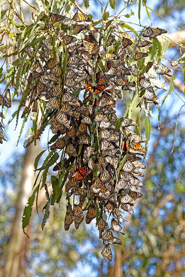 Clustered - Monarch Butterflies Photograph by KJ Swan