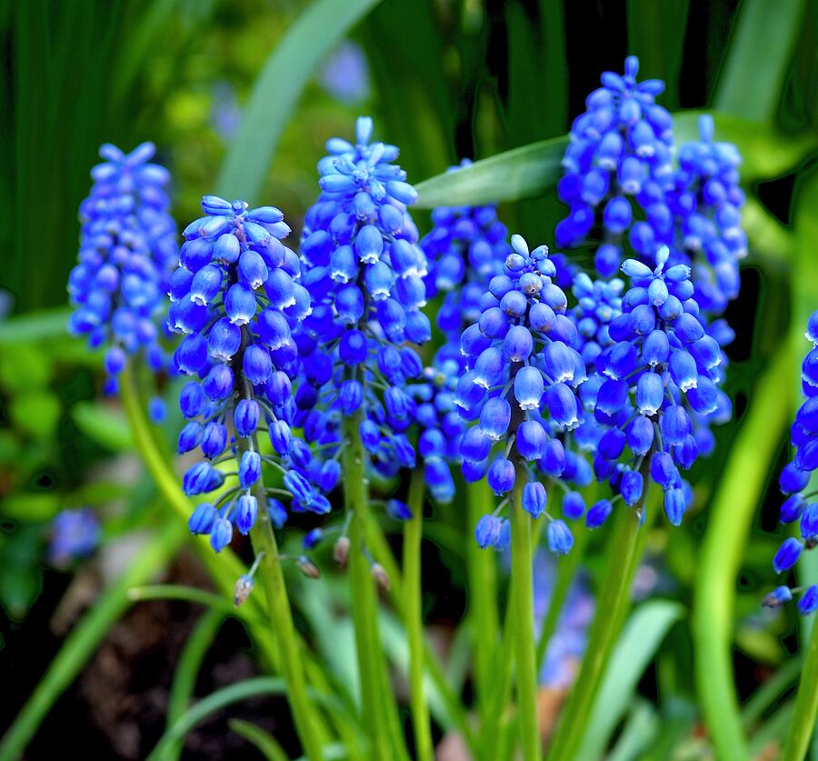 Clusters Of Grape Hyacinths Photograph by Alida M Haslett