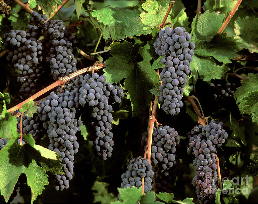 Clusters of Cabernet Sauvignon Grapes Photograph by Craig Lovell