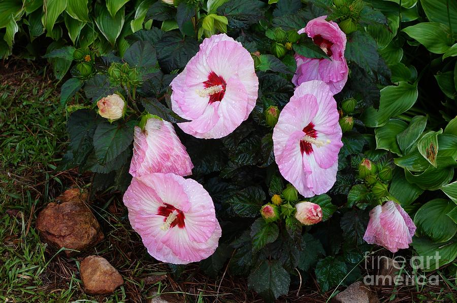 Clusters Of Hibiscus Photograph by Maxine Billings