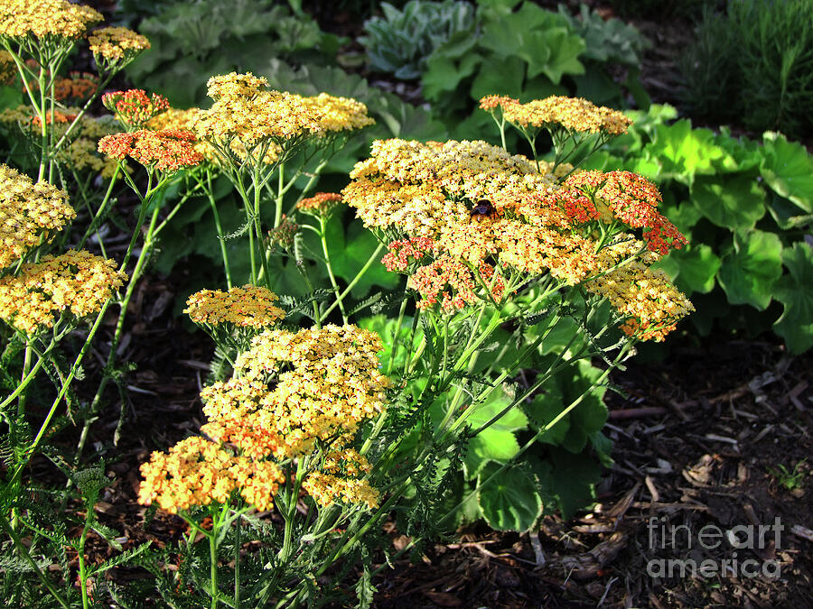 Clusters of warm colours Photograph by Ros Turner - Fine Art America