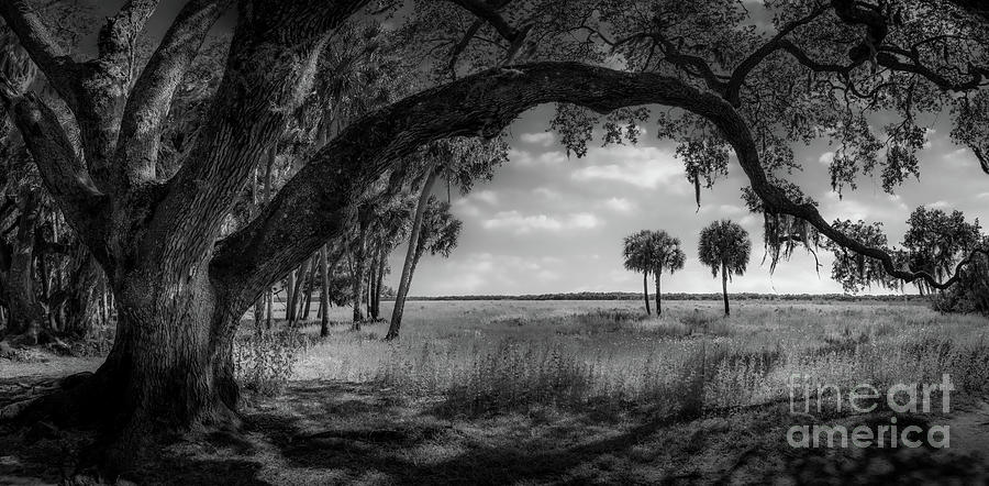Clyde Butchers Tree, Myakka River State Park, FL, BW Photograph by Liesl Walsh