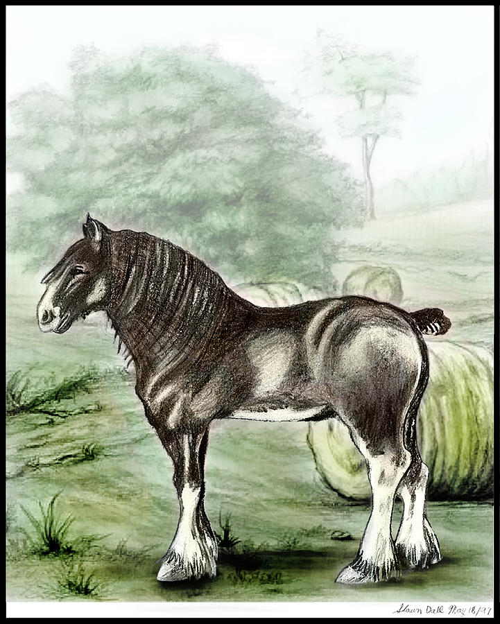 Clydesdale Complete Mixed Media by Shawn Dall