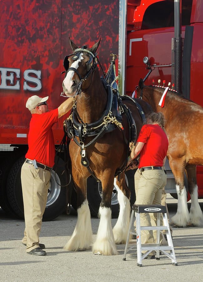 Clydesdale Getting Tack Photograph by Sally Weigand