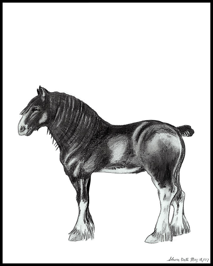 Clydesdale Horse Drawing by Shawn Dall