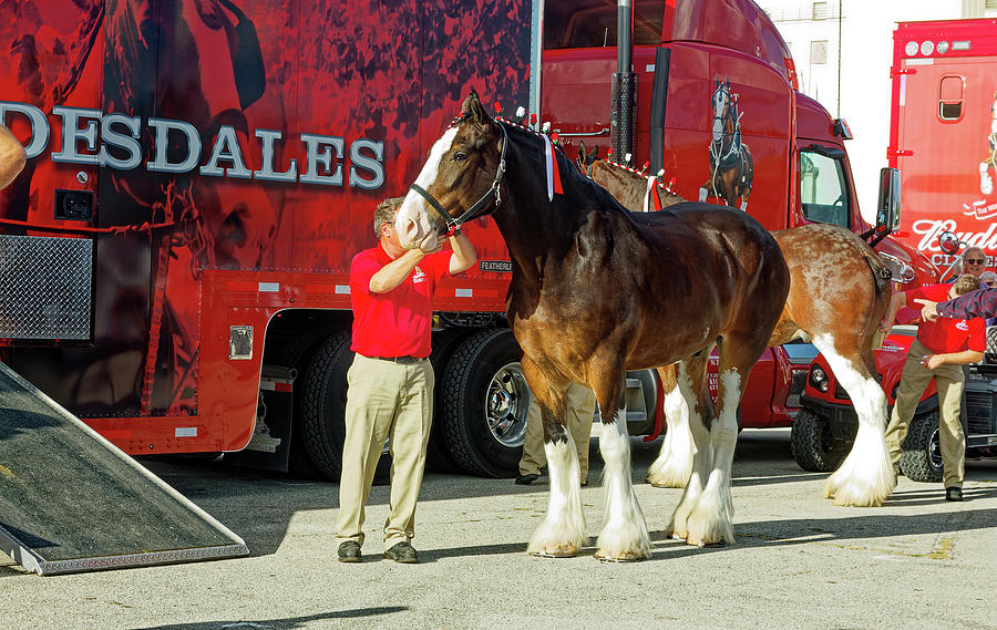 Clydesdale Horses by Truck Photograph by Sally Weigand