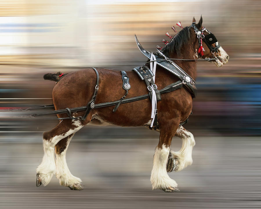 Clydesdale Photograph by James BO Insogna