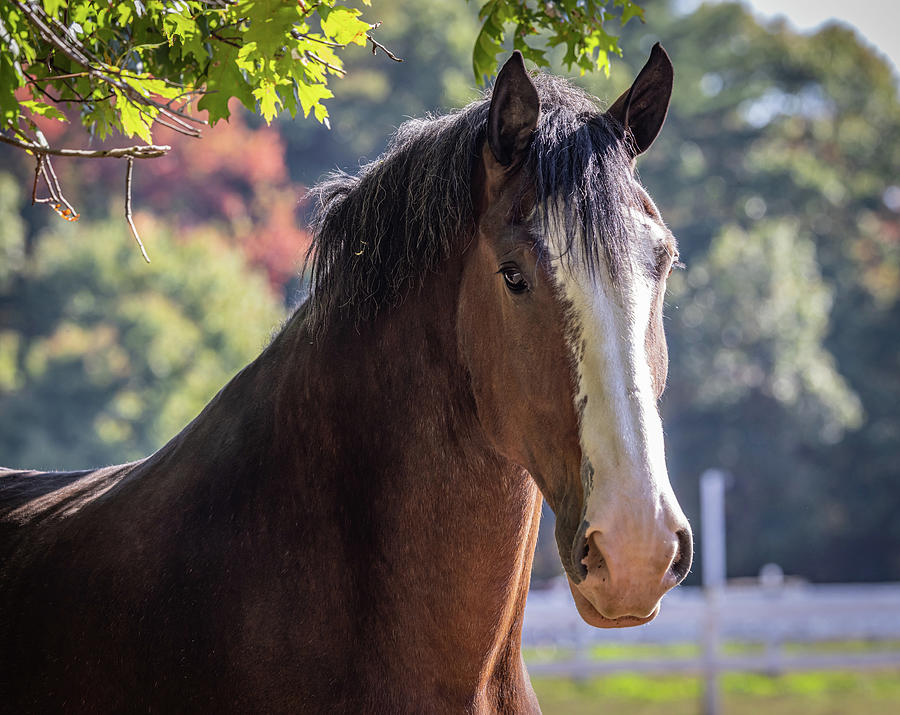 Clydesdale Photograph by Jim Gillen
