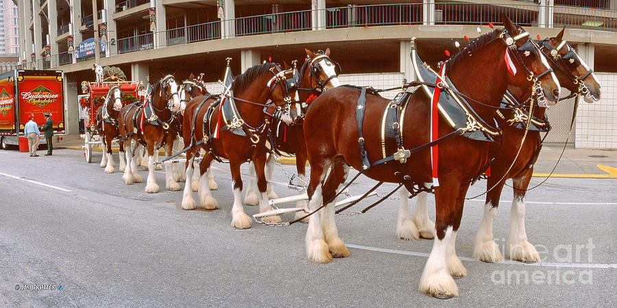 Clydesdale Photograph by Jim Trotter