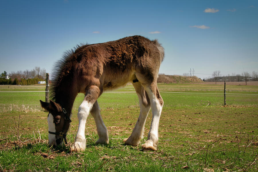 Clydesdale Pony 2 Photograph by Bill Chizek