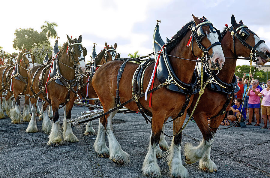 Clydesdale Team  Photograph by Sally Weigand