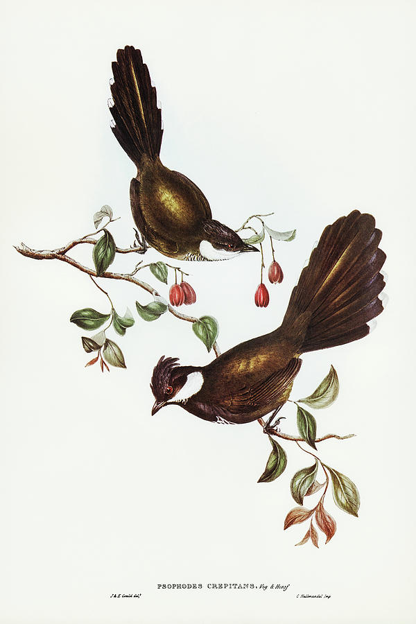 John Gould Drawing - Coach-whip Bird, Psophodes crepitans by John Gould