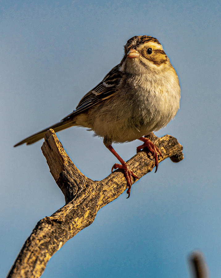 Bird Photograph - Clay Colored Sparrow #2 by Phil And Karen Rispin