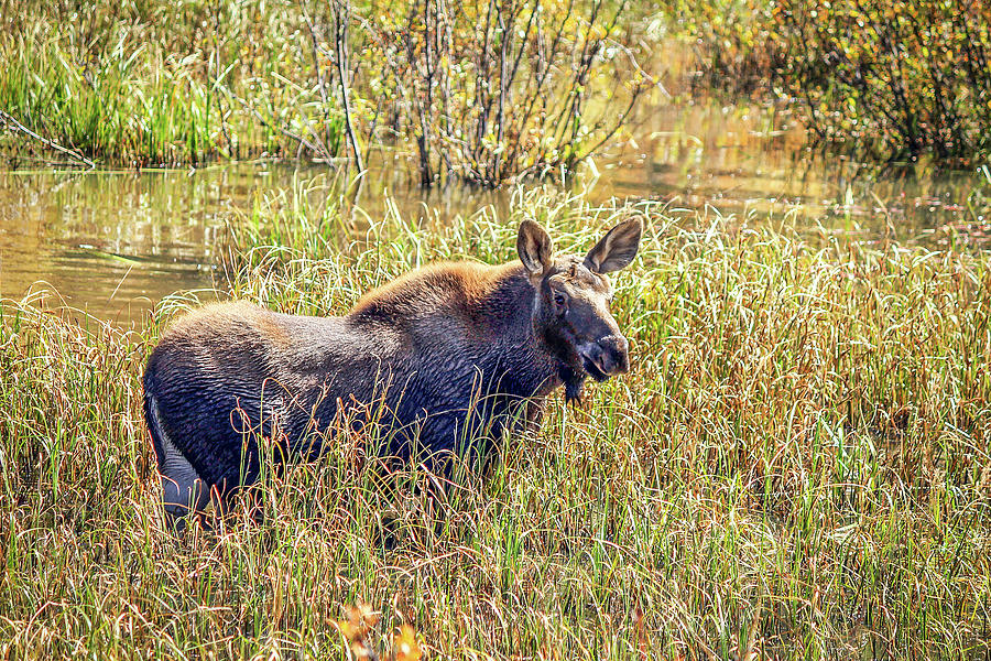 Coal Creek Canyon Moose Photograph by Lorraine Baum