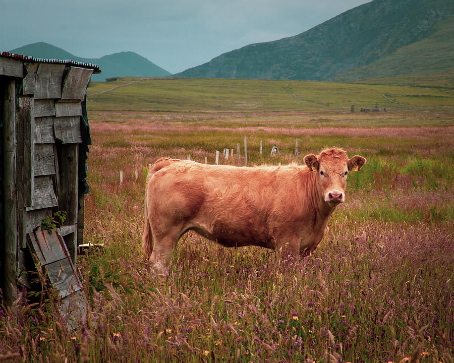 Coarhabeg Cow In The Meadow Photograph by Mark Callanan