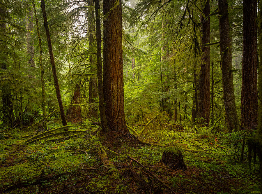 Coast Forest Morning Photograph by Bill Posner