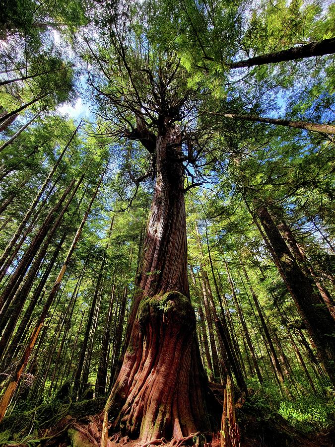 Coast Redwood Tree Photograph by Darrell MacIver - Fine Art America