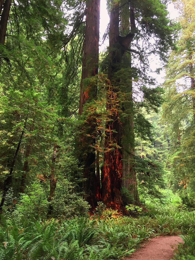 Coast Redwoods Photograph