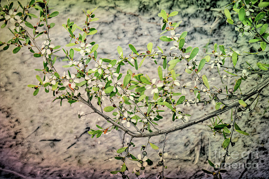 Coast Tea Tree - Leptospermum laevigatum 3 Photograph by Elaine Teague