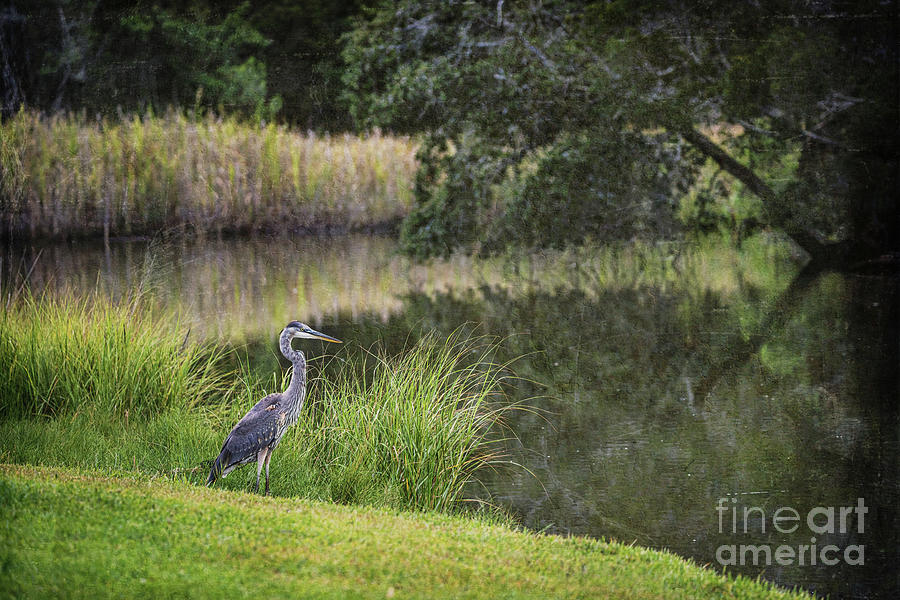 Heron Photograph - Coastal Bayou Heron  by Joan McCool
