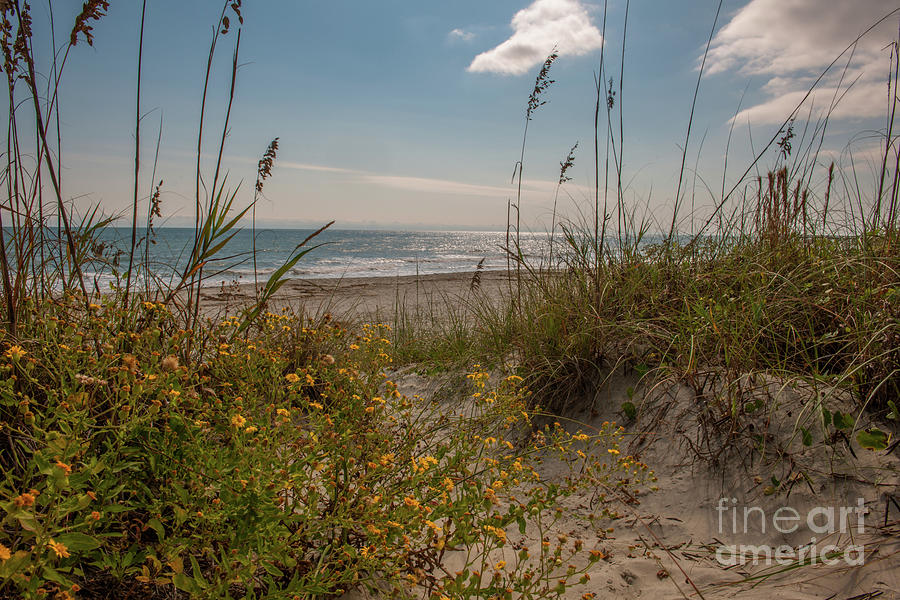 Coastal Beach Breeze Photograph by Dale Powell