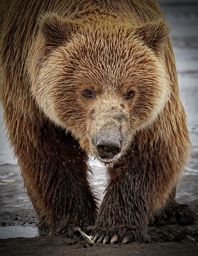Coastal Brown Bear Clamming with Muddy Snout Photograph by James Capo