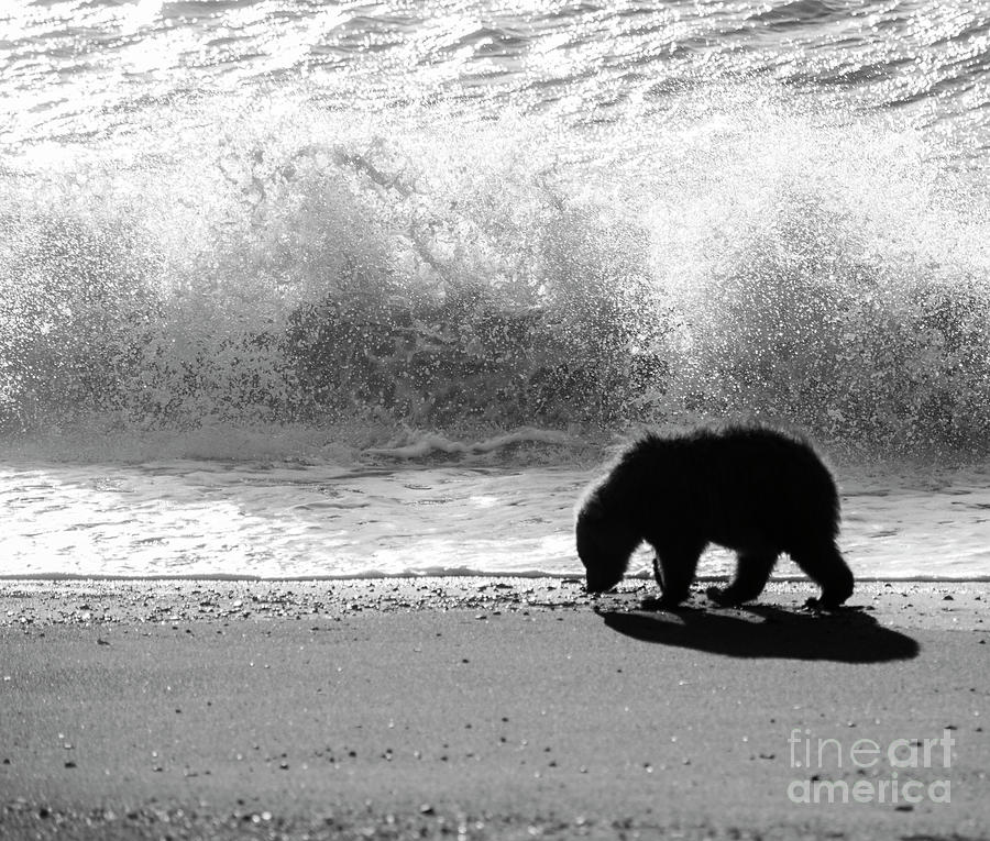 Coastal Brown Bear Cub on the Beach Photograph by Patrick Nowotny