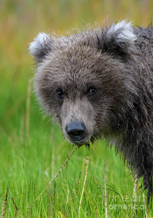 Coastal Brown Bear Cub Photograph by Patrick Nowotny