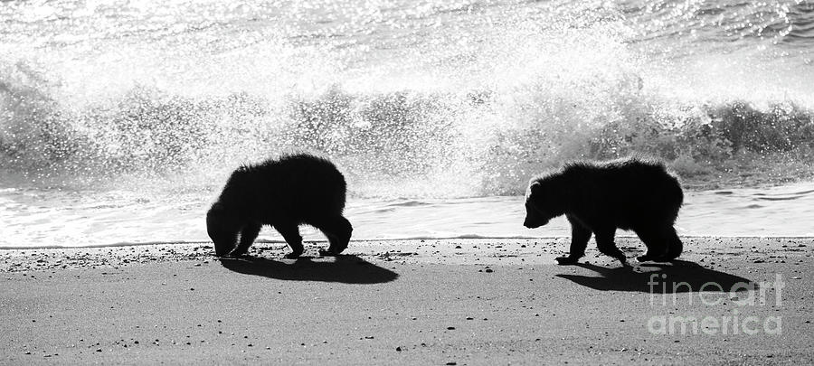 Coastal Brown Bear Cubs on the Beach Photograph by Patrick Nowotny