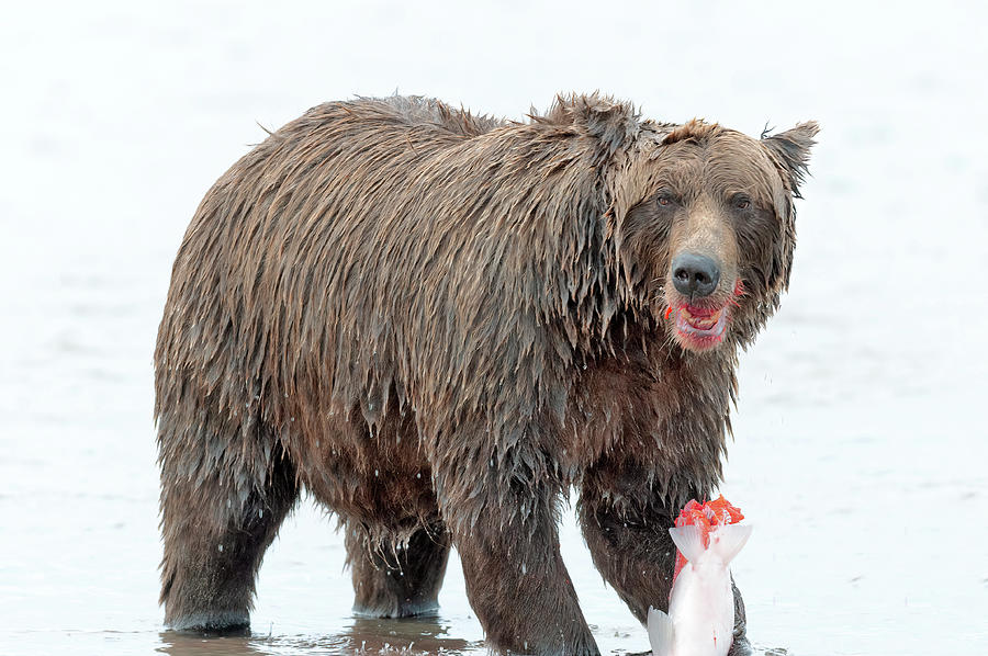 Coastal Brown Bear eating Salmon Photograph by Gary Langley