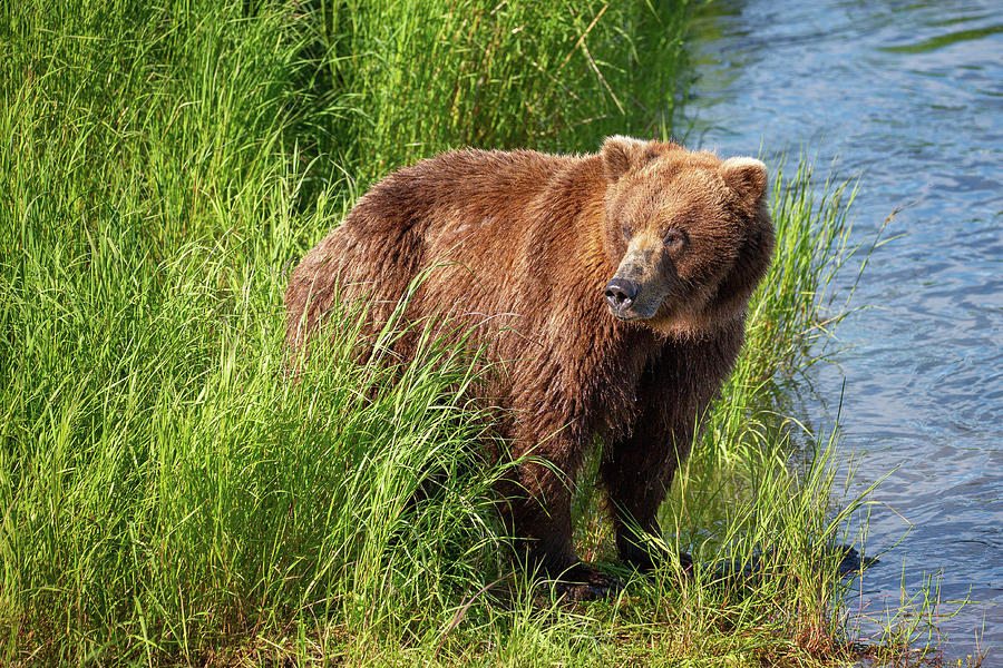 Coastal Brown Bear in the high grass 1 Photograph by Alex Mironyuk