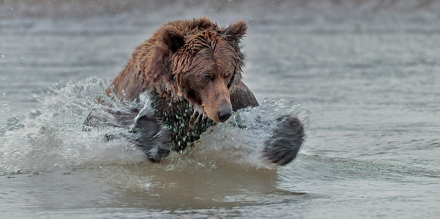 Coastal Brown Bear jumping on dinner Photograph by Gary Langley