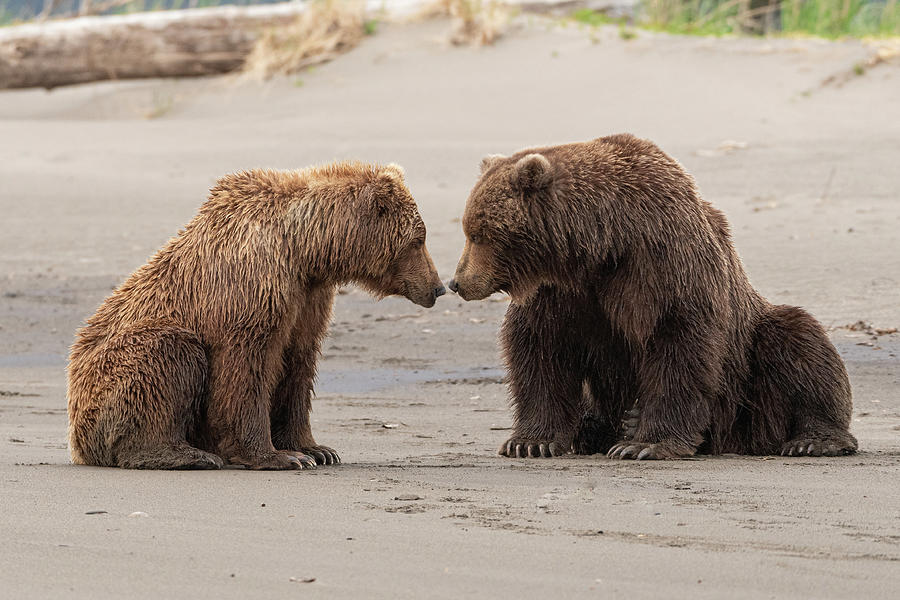 Coastal Brown Bear Love Photograph by Brenda Jacobs