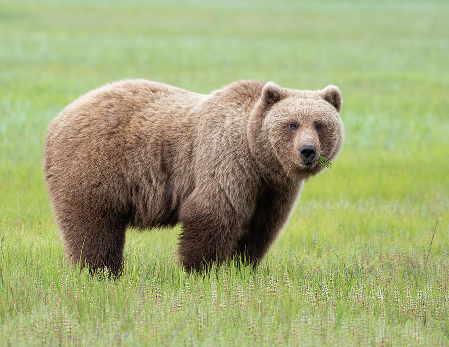 Coastal Brown Bear of Alaska Photograph by Brenda Jacobs