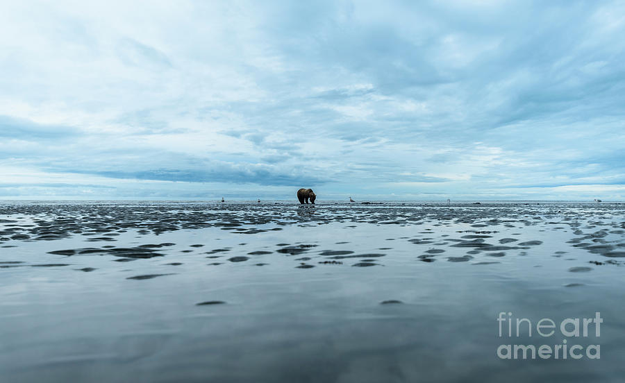 Coastal Brown Bear on the Beach Photograph by Patrick Nowotny