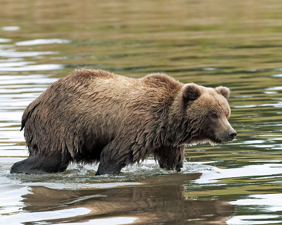 Coastal Brown Bear stalking salmon Photograph by Gary Langley