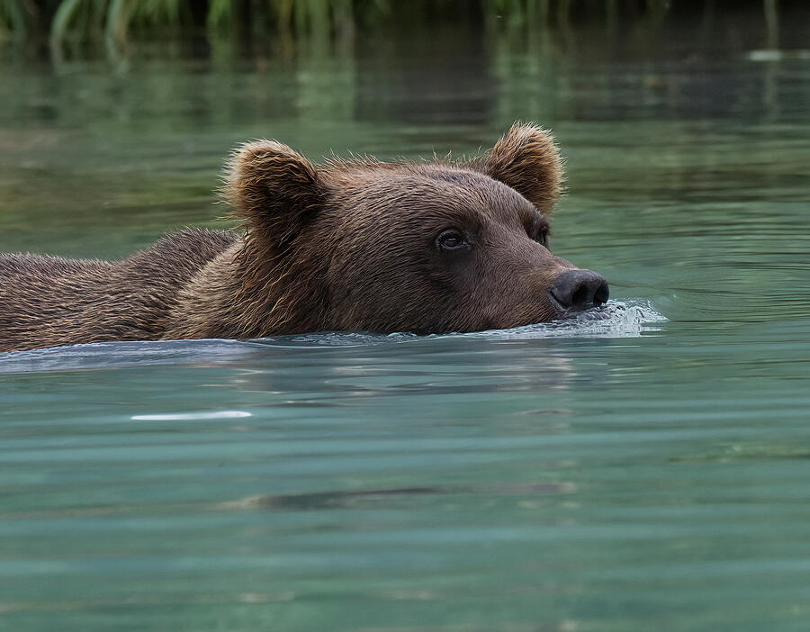 Alaskan Brown Bear Swimming Photograph by Barbara Sophia Photography