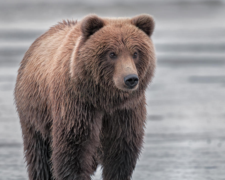 Coastal Brown Bear watching for dinner Photograph by Gary Langley