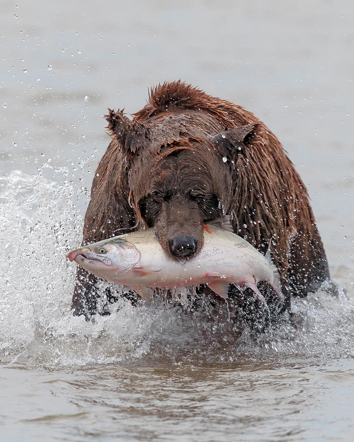 Coastal Brown Bear with Salmon III Photograph by Gary Langley