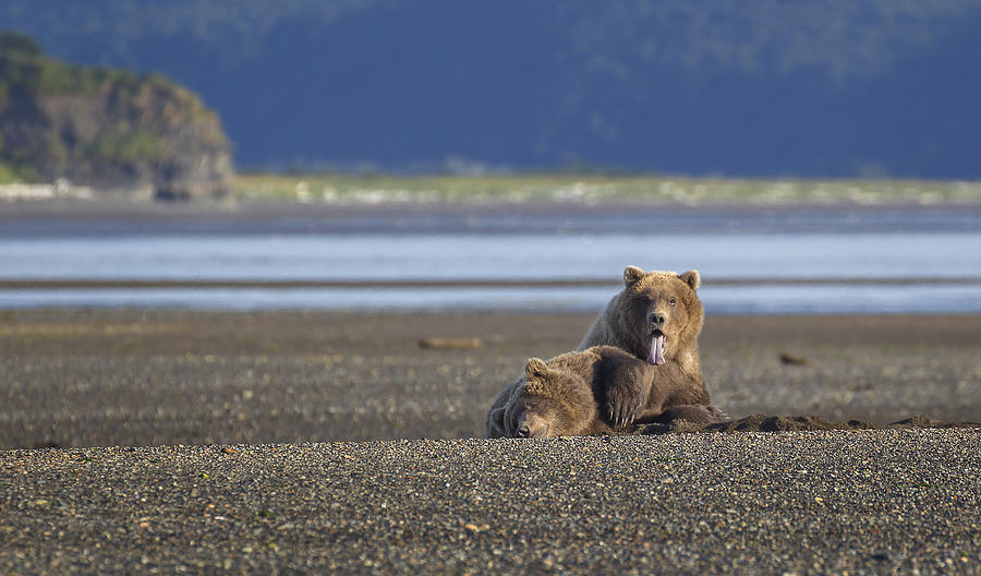 Coastal Brown Bears Photograph by Chase Dekker Wild-Life Images