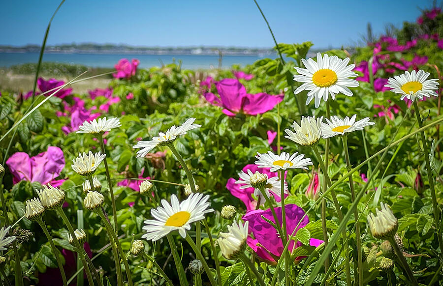 Daisy Photograph - Coastal Colors by Lorri M Barry Photography - The Artsea Daisy