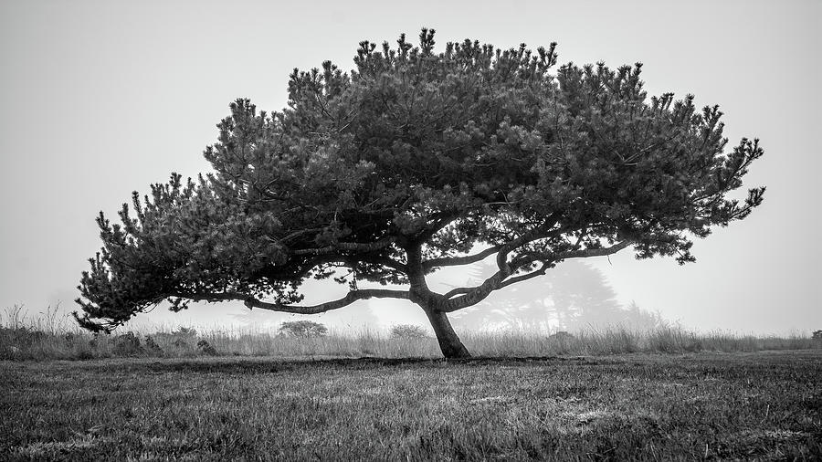 Coastal Cypress In The Fog Photograph by Mike Fusaro